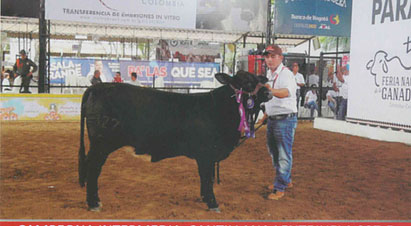 Competencia en Colombia de ganado Bovino